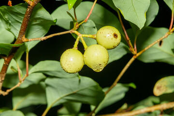 アブラチャンの実