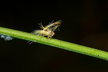 パッションバインホッパー