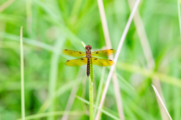 Eastern Amberwing dragonfly dorsal view