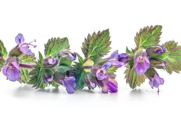 Obraz premium A close-up of a bouquet of purple flowers on a clean white surface, ideal for use in designs and arrangements