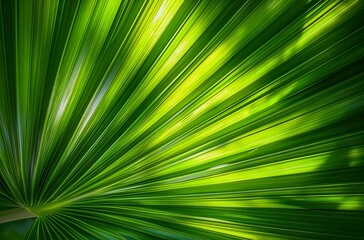 Obraz premium Intricate Palm Leaf Texture with Sunlight