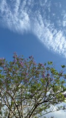 Blue sky and lilac 