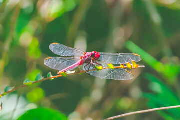 dragonfly resting on a branch