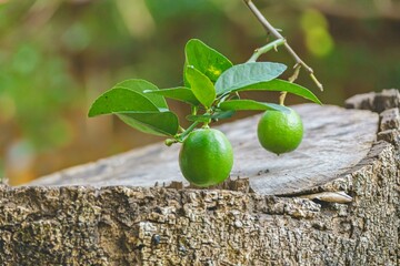 green lemons in the tree