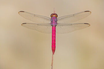 dragonfly resting on a branch
