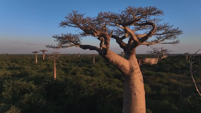 Flying Along The Alley Of Baobabs In Madagascar, Aerial View At Sunset