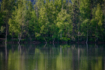 Green Reflections