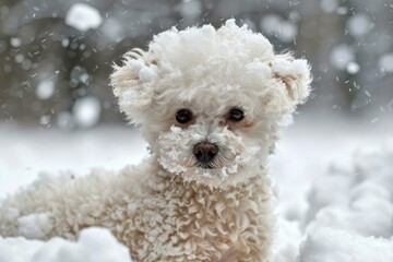 Small white dog covered in snow enjoying a winter snowfall