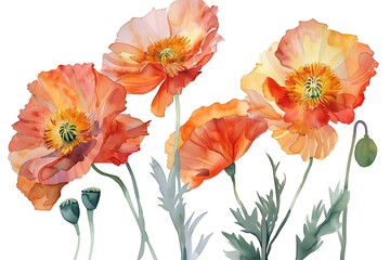 Fototapeta premium Watercolor Orange Iceland Poppy Isolated on White Background. Beautiful Iceland Poppy Flower