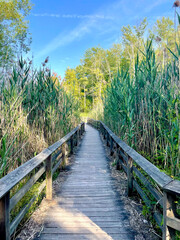 Fototapeta premium wooden bridge in the woods