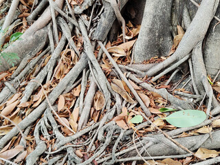tree roots on ground