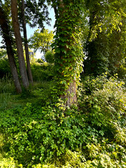 Obraz premium trees with vines