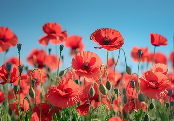 Fototapeta premium Vibrant Red Poppies Field Under Blue Sky