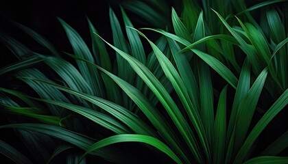 Grass images, Dark wallpaper, Dark background, palm leaf background, Grasses are spread all over the background