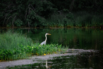 A heron in the thickets near the river hunts for fish.