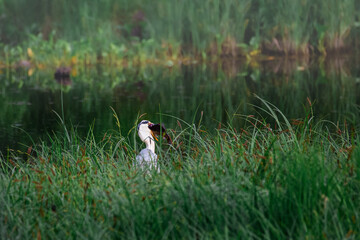 A heron in the thickets near the river hunts for fish.
