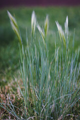 Close-Up of Green Grass Blades in a Field