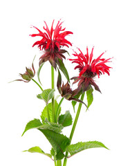 Monarda flowers isolated on a white background. Bergamot flowers. Oswego tea, scarlet beebalm.