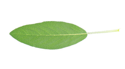 Fresh sage leaf isolated on white background. Salvia Officinalis leaves. Medicinal and culinary herb. Clipping path.
