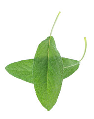 Obraz premium Fresh sage leaves isolated on white background. Salvia Officinalis leaves. Medicinal and culinary herb. Clipping path.
