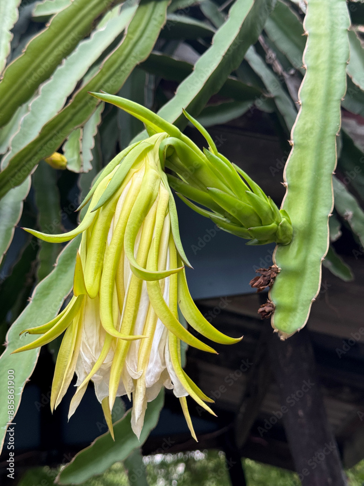 Canvas Prints dragon fruit flower in nature garden