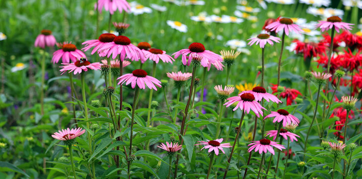 Rudbeckia. The species are commonly called coneflowers and black-eyed-susans; all are native to North America and many species are cultivated in gardens for their showy yellow or gold flower heads.