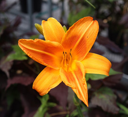 Fototapeta premium Amaryllis is the only genus in the subtribe Amaryllidinae (tribe Amaryllideae). It is a small genus of flowering bulbs, with two species.