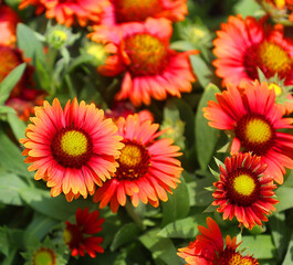 Gaillardia or blanket floweris a genus of flowering plants in the sunflower family, Asteraceae, native to North and South America.