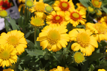 Gaillardia or blanket floweris a genus of flowering plants in the sunflower family, Asteraceae, native to North and South America.