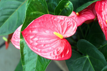 Anthurium s a genus of about 1,000 species of flowering plants, the largest genus of the arum family, Araceae. General common names include anthurium, tailflower, flamingo flower, pigtail and laceleaf