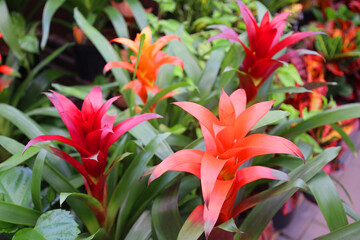 Bromeliad. The Bromeliaceae (the bromeliads) are a family of monocot flowering plants of about 80 genera and 3700 known species, native mainly to the tropical Americas,