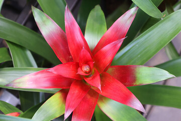 Bromeliad. The Bromeliaceae (the bromeliads) are a family of monocot flowering plants of about 80 genera and 3700 known species, native mainly to the tropical Americas,