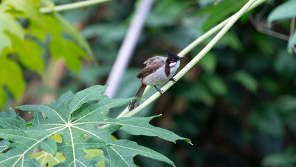 Red-vented Bulbul bird (Pycnonotus goiavier) in nature