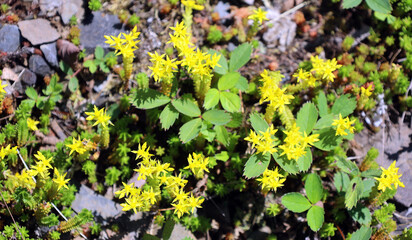 Sedum reflexum or Sedum rupestre, also known as reflexed stonecrop, Jenny's stonecrop, blue stonecrop, stone orpine, prick-madam and trip-madam