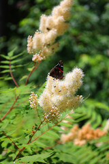 Fototapeta premium Rhus typhina, the staghorn sumac, is a species of flowering plant in the family Anacardiaceae, native to eastern North America.