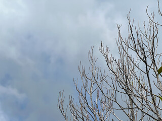 tree branches with flora in nature