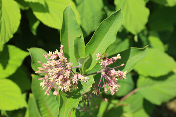 Asclepias is a genus of herbaceous, perennial, flowering plants known as milkweeds, named for their latex, a milky substance containing cardiac glycosides termed cardenolides