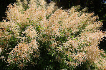 Rhus typhina, the staghorn sumac, is a species of flowering plant in the family Anacardiaceae, native to eastern North America.
