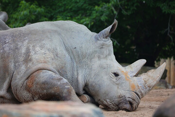 Fototapeta premium The white rhinoceros or square-lipped rhinoceros is the largest extant species of rhinoceros. It has a wide mouth used for grazing and is the most social of all rhino 