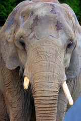 African elephants are elephants of the genus Loxodonta. The genus consists of two extant species:...
