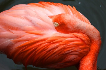 American flamingo (Phoenicopterus ruber) is a large species of flamingo closely related to the greater flamingo and Chilean flamingo native to the Neotropics.