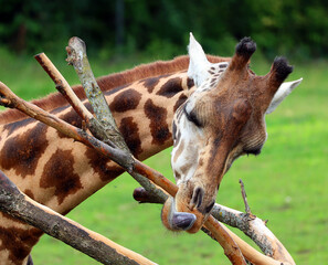The giraffe (Giraffa camelopardalis) is an African even-toed ungulate mammal, the tallest of all extant land-living animal species, and the largest ruminant.