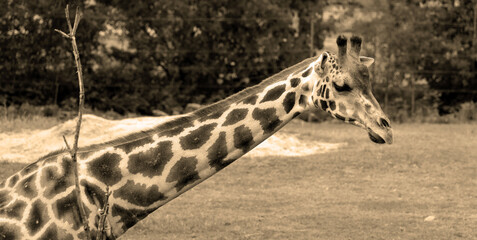 The giraffe (Giraffa camelopardalis) is an African even-toed ungulate mammal, the tallest of all...