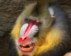 The mandrill (Mandrillus sphinx) is a primate of the Old World monkey (Cercopithecidae) family.