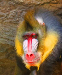 The mandrill (Mandrillus sphinx) is a primate of the Old World monkey (Cercopithecidae) family.