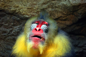 The mandrill (Mandrillus sphinx) is a primate of the Old World monkey (Cercopithecidae) family.