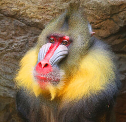 The mandrill (Mandrillus sphinx) is a primate of the Old World monkey (Cercopithecidae) family.