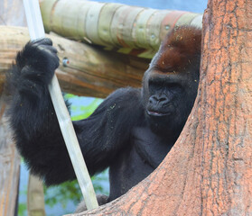 Gorillas are ground-dwelling, predominantly herbivorous apes that inhabit the forests of central...