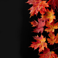 autumn leaves border, maple leaves
