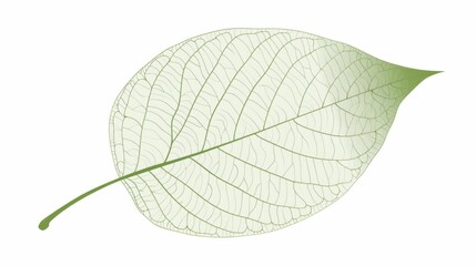 Fototapeta premium Green leaf with white line minimalist botanical beauty on white background for nature and wellness concepts